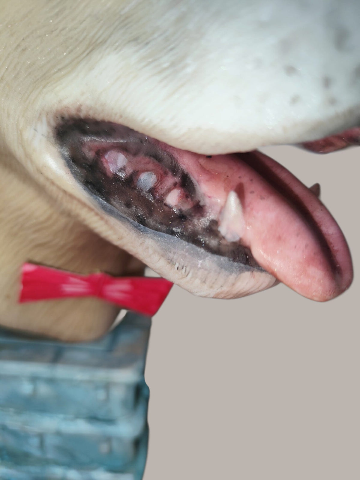 Labrador urn