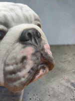 English Bulldog urn