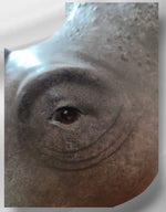 Statue tête de Rhinoceros